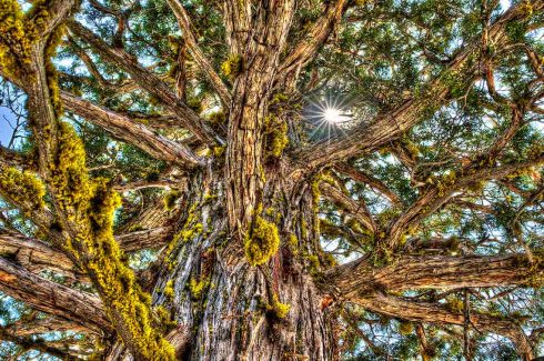 Tree of life