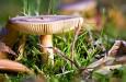 Final Image with Entire Mushroom in Focus
