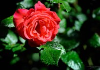 Red Rose