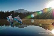 Dolphins in the Sierra?