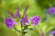 Spring flowers