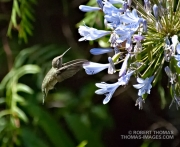 Hummingbird feeding