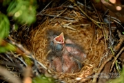 Hungry young birds