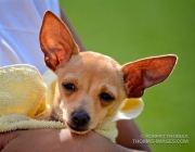 Soccer fan