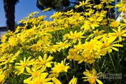 Spring flowers