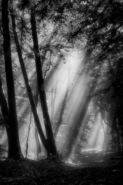 _DFX2390_HDR-color-1_756x1140_Q80_soft-focus-with-high-structure-BW