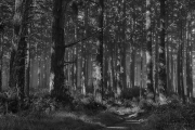 _DFX3347_HDR_1140x758_Q80_BW