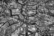 _DFX3421_HDR_1140x759_Q80_BW