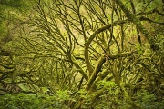 Artistic_DFX3707_3709_HDR_1140x758_Q80-Van-Gogh-II