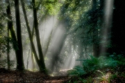 _DFX2420_HDR-cleaned-up-Soft-Focus_1140x758_Q80