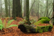 _DFX3656_1140x759_Q80