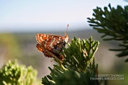 Butterflies mating