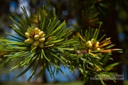 Pine tree flowers