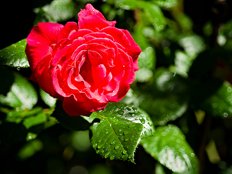 Red Rose - A rose by any other name